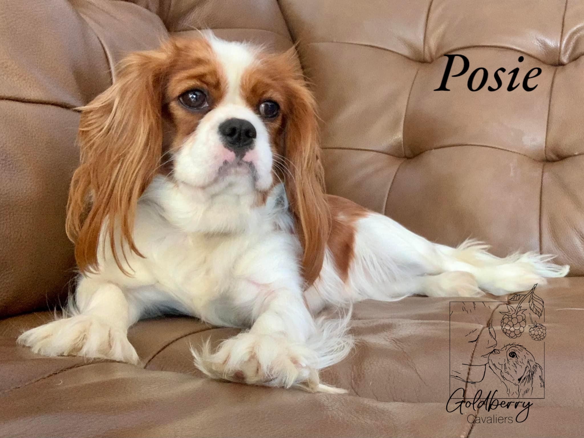 Posie, Blenheim Female (15 lbs)